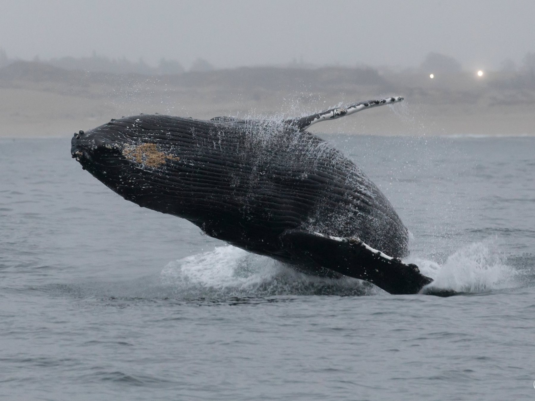 a whale jumping out of a body of water