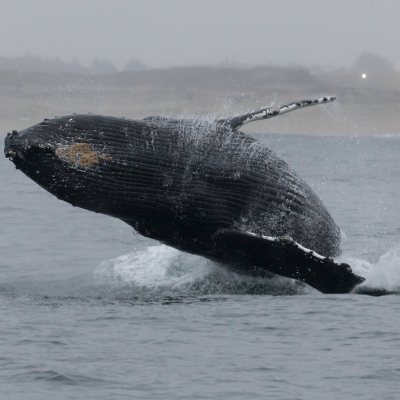 a whale jumping out of a body of water