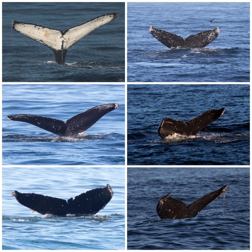 a bird flying over a body of water