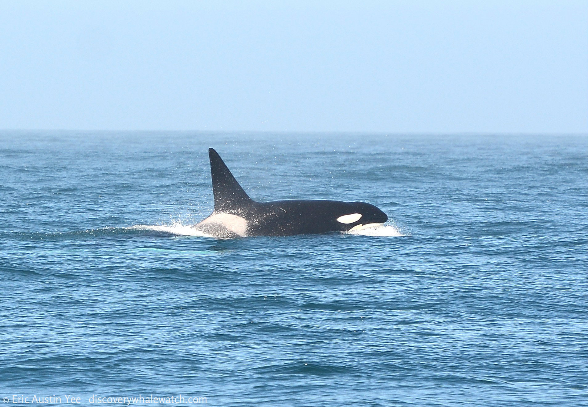 a whale jumping out of the water