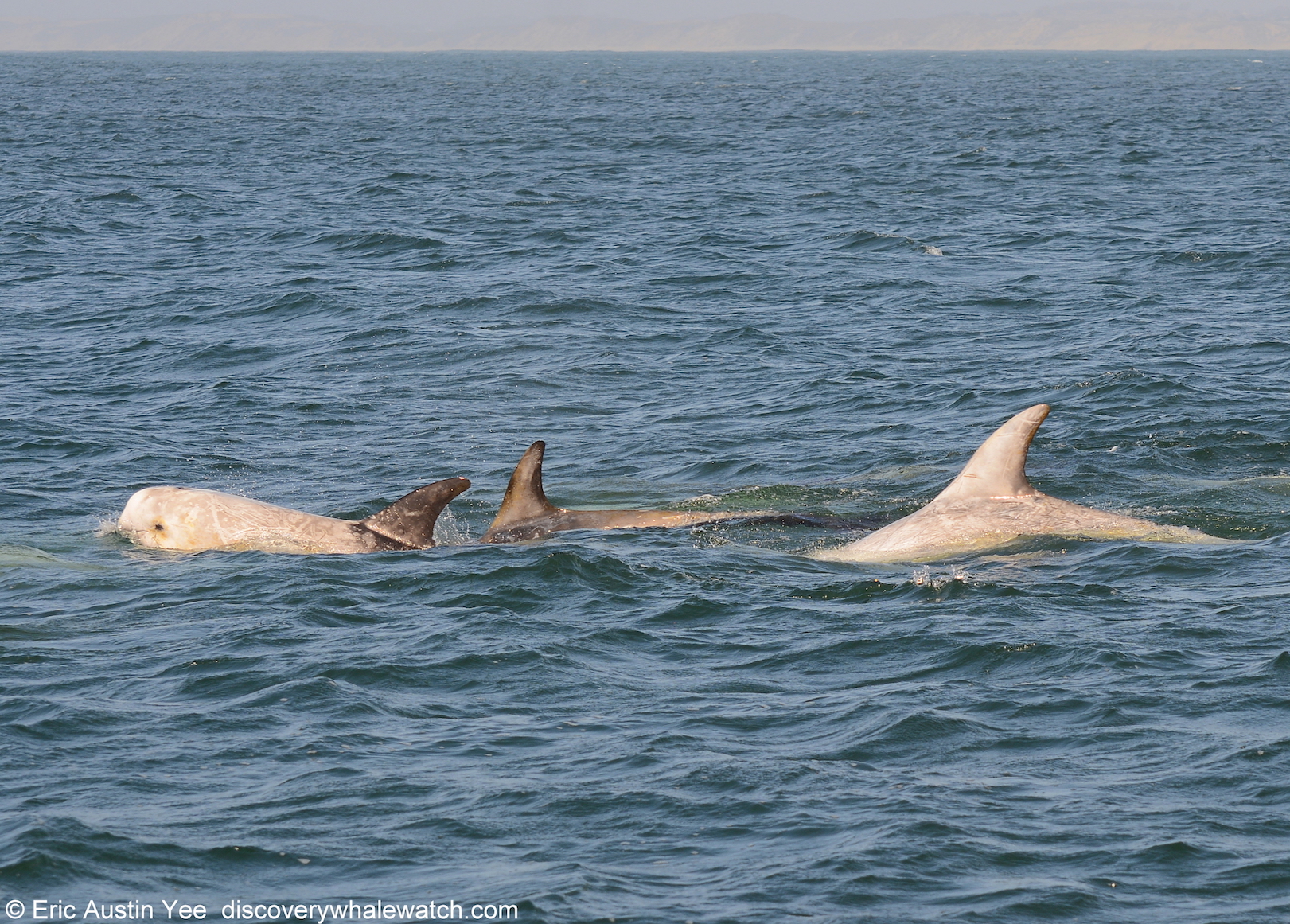 an animal swimming in the water