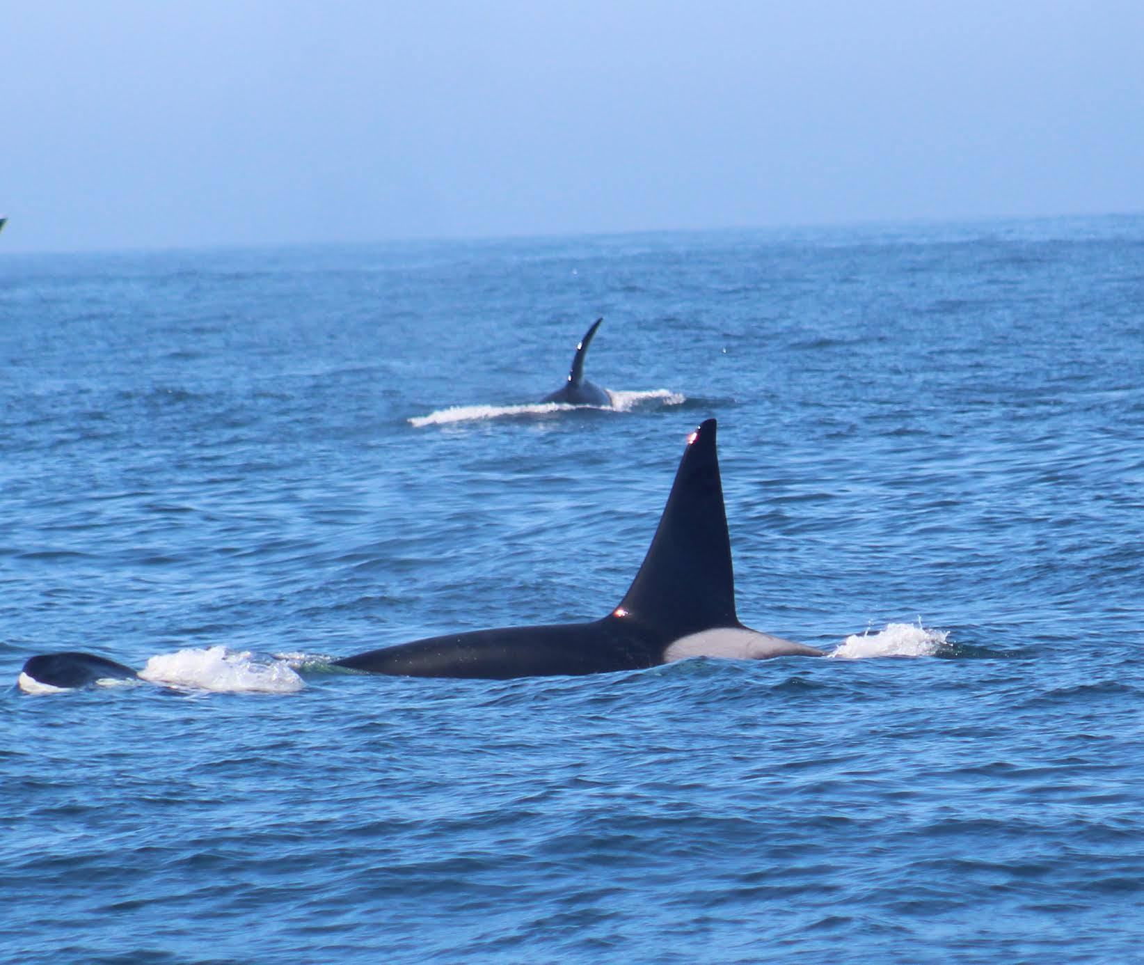 unnamed a whale jumping out of the water