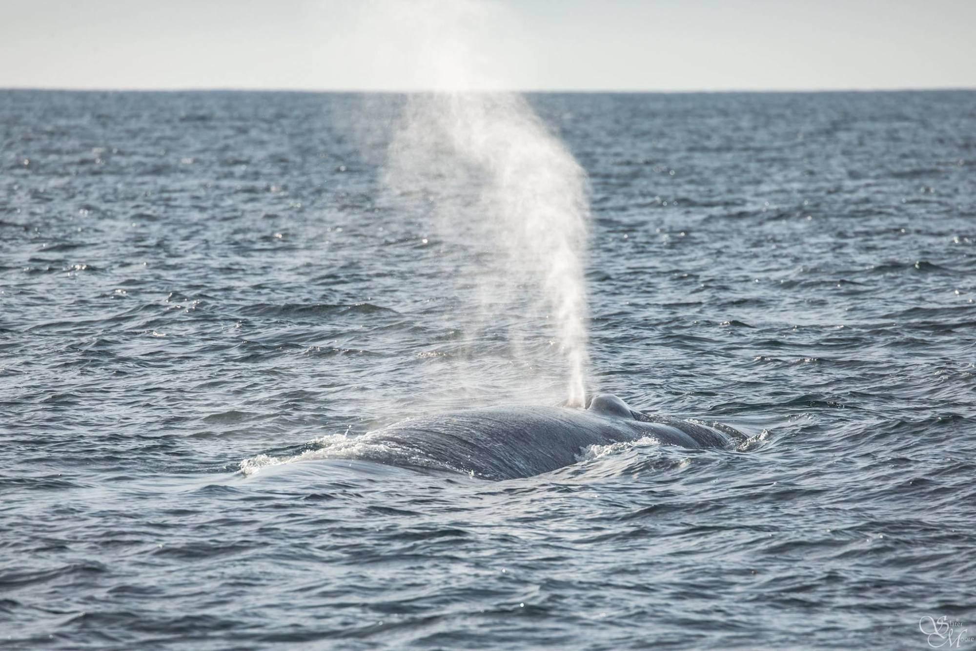 23783484_1724374857636651_4098479127098807165_o a whale jumping out of the water