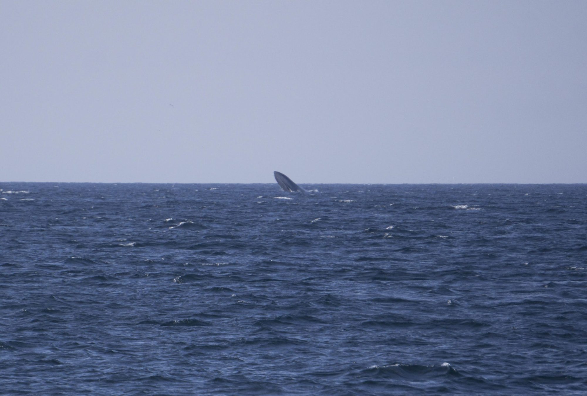Breaching Blue Whale 1:1:18 a large body of water