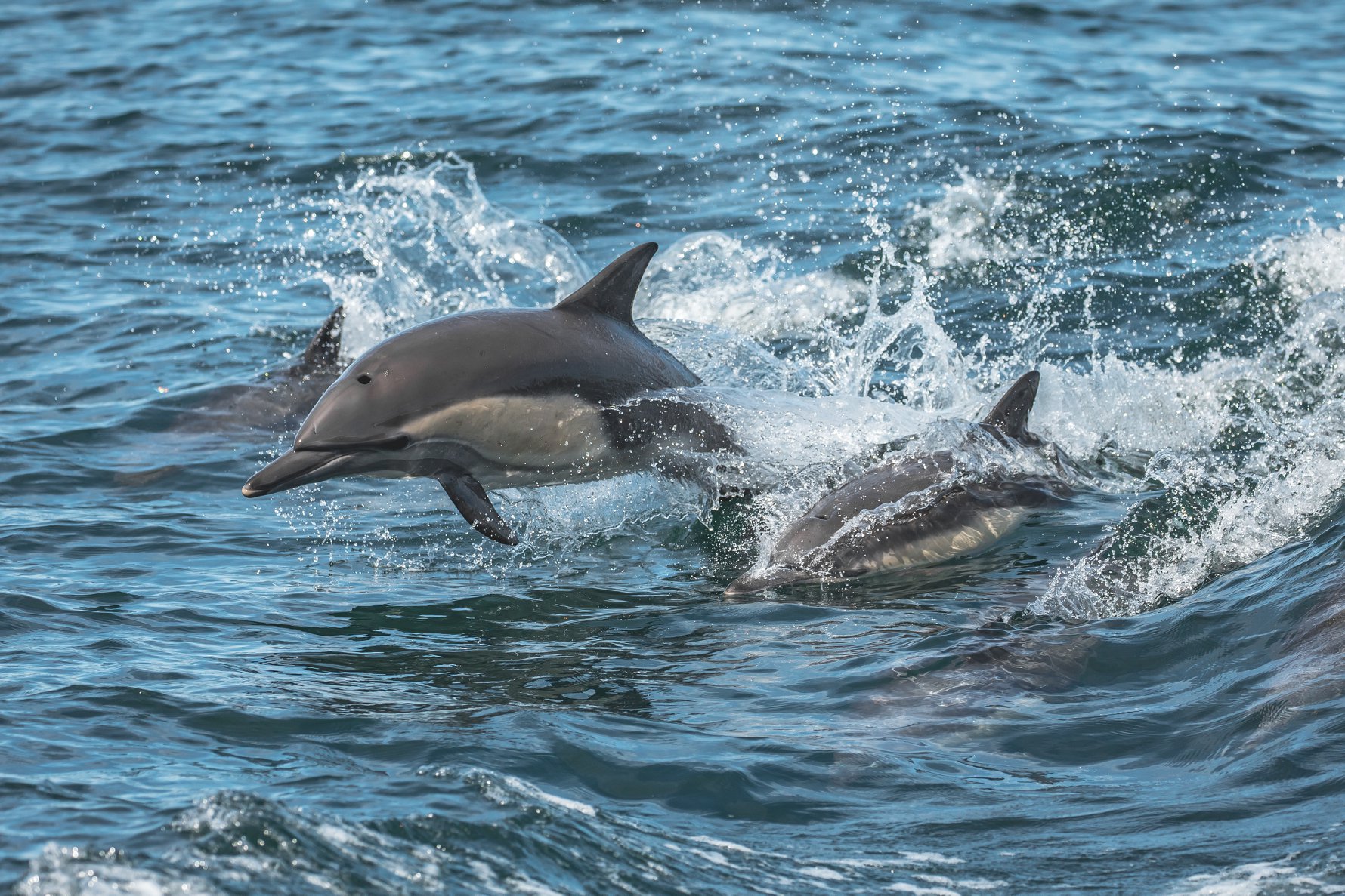 a dolphin jumping out of the water