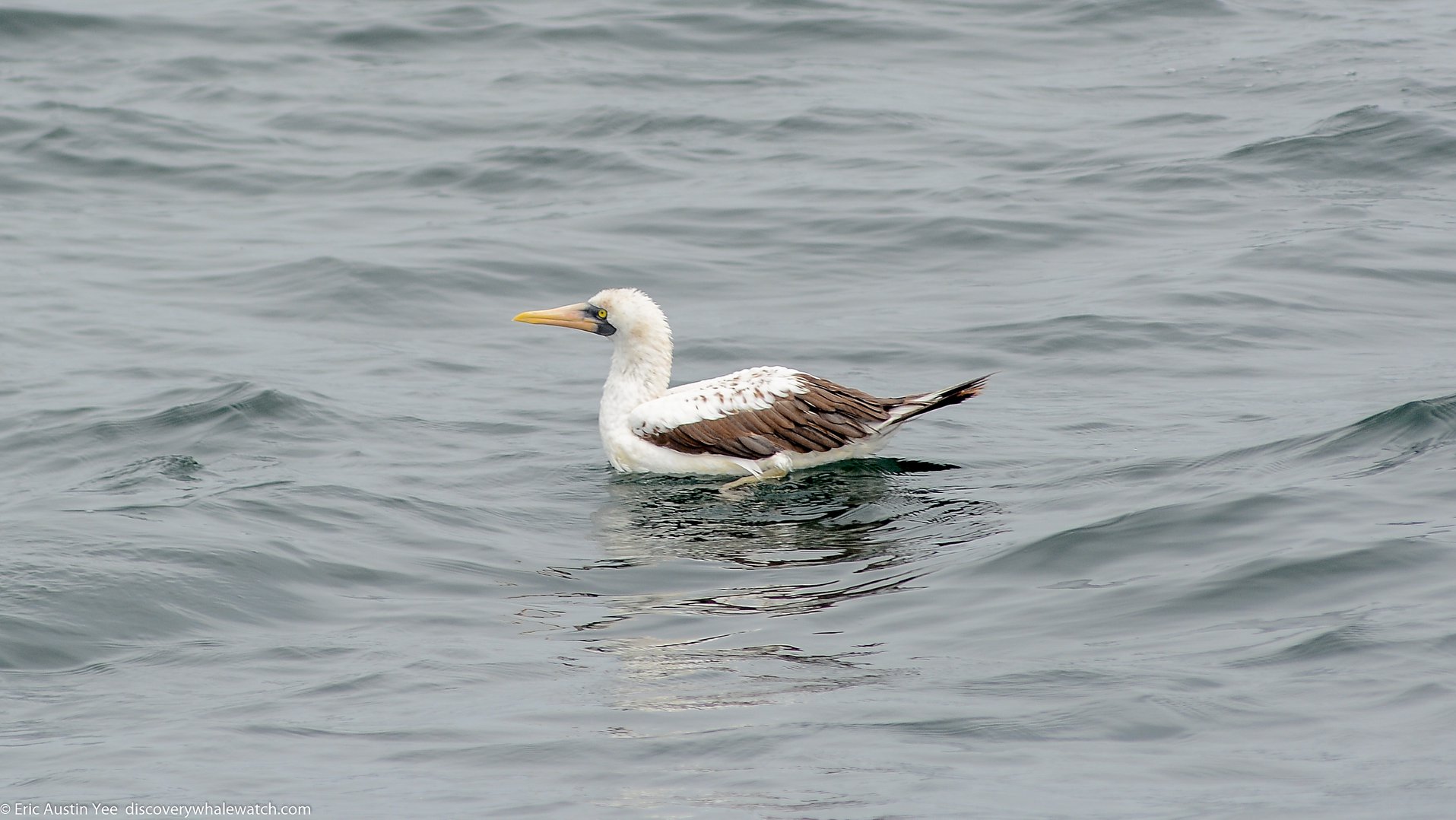 36233433_2026524717421662_2500000295774322688_o a bird swimming in water next to a body of water