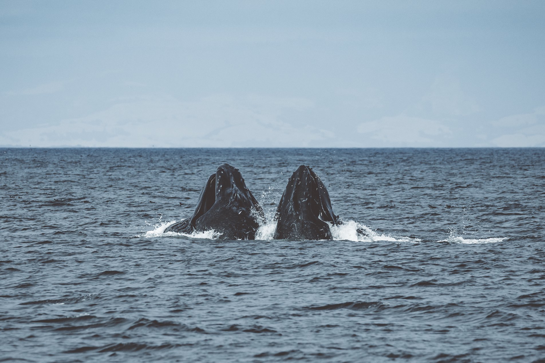 a whale jumping out of the water