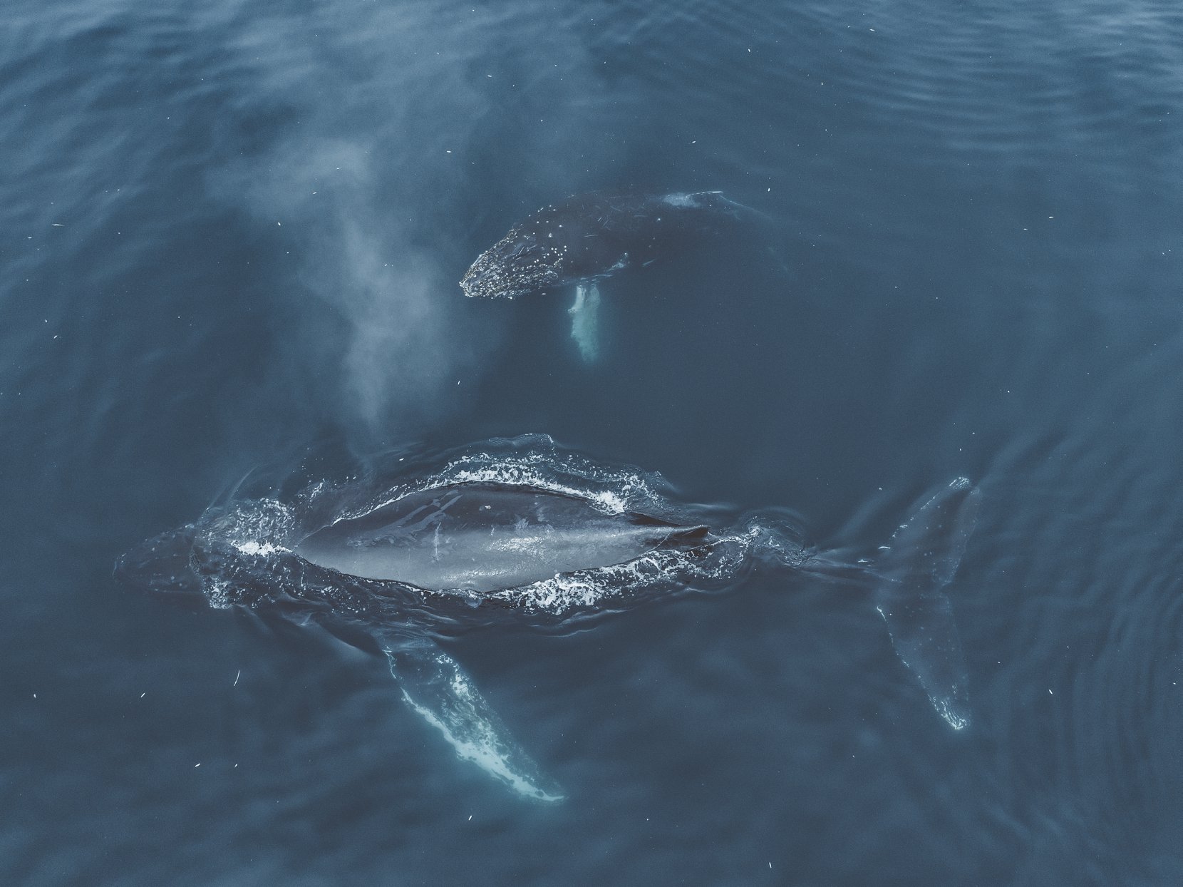 37371513_2071373039603496_7679767692684820480_o 37371513_2071373039603496_7679767692684820480_o