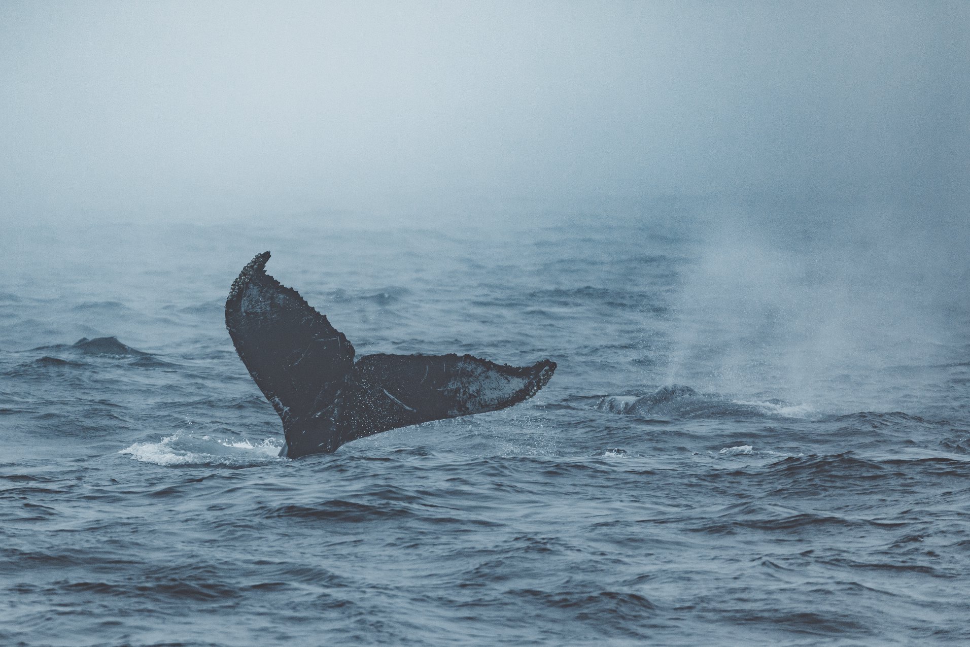 a whale jumping out of the water