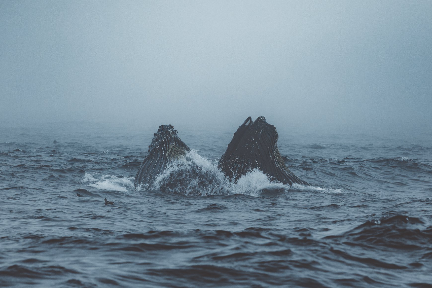 37769238_2083346501739483_3463905619738624000_o a body of water