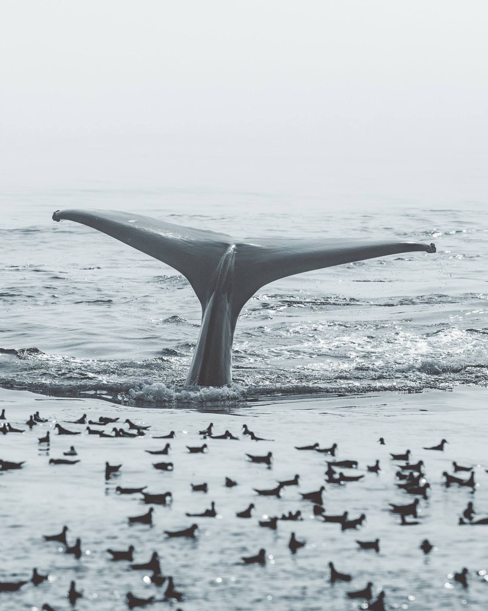 a flock of seagulls standing on a beach near a body of water