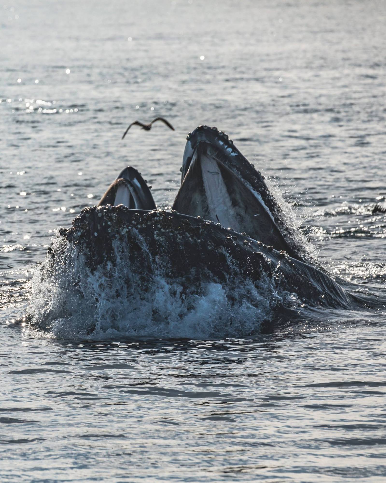 42951822_2208445022562963_1255642429244047360_o a whale jumping out of the water