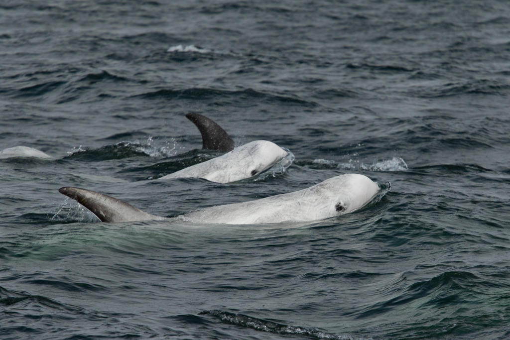 Risso’s Dolphins a bird flying over a body of water
