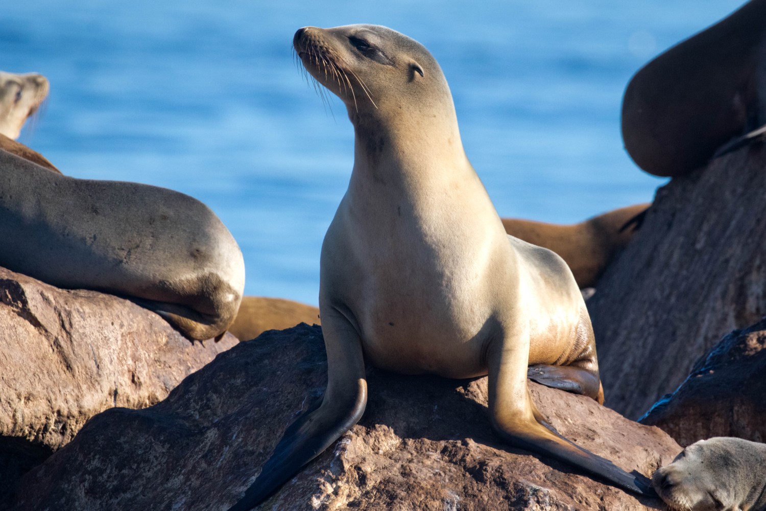 a seal on a rock near the ocean