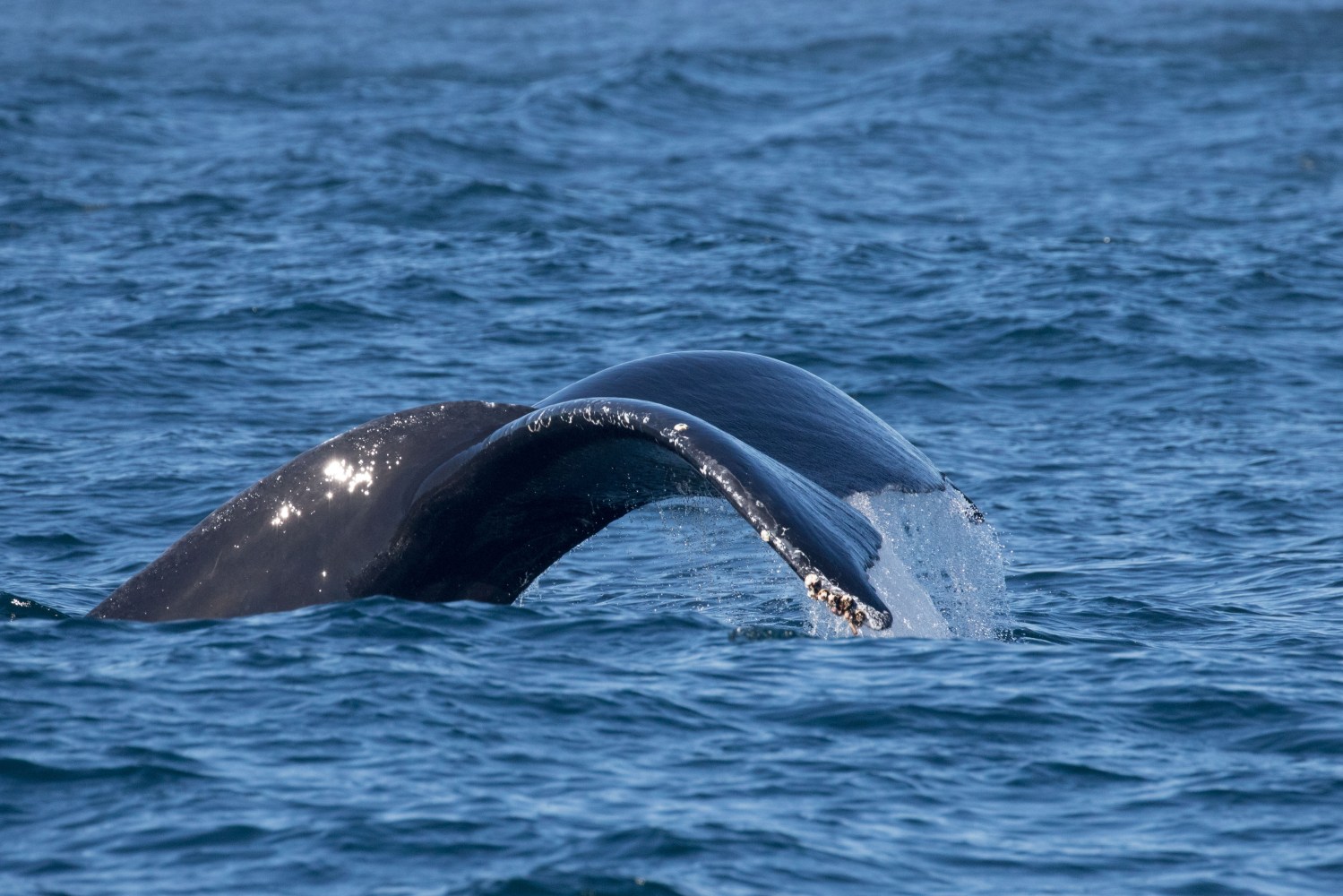 a whale jumping out of the water