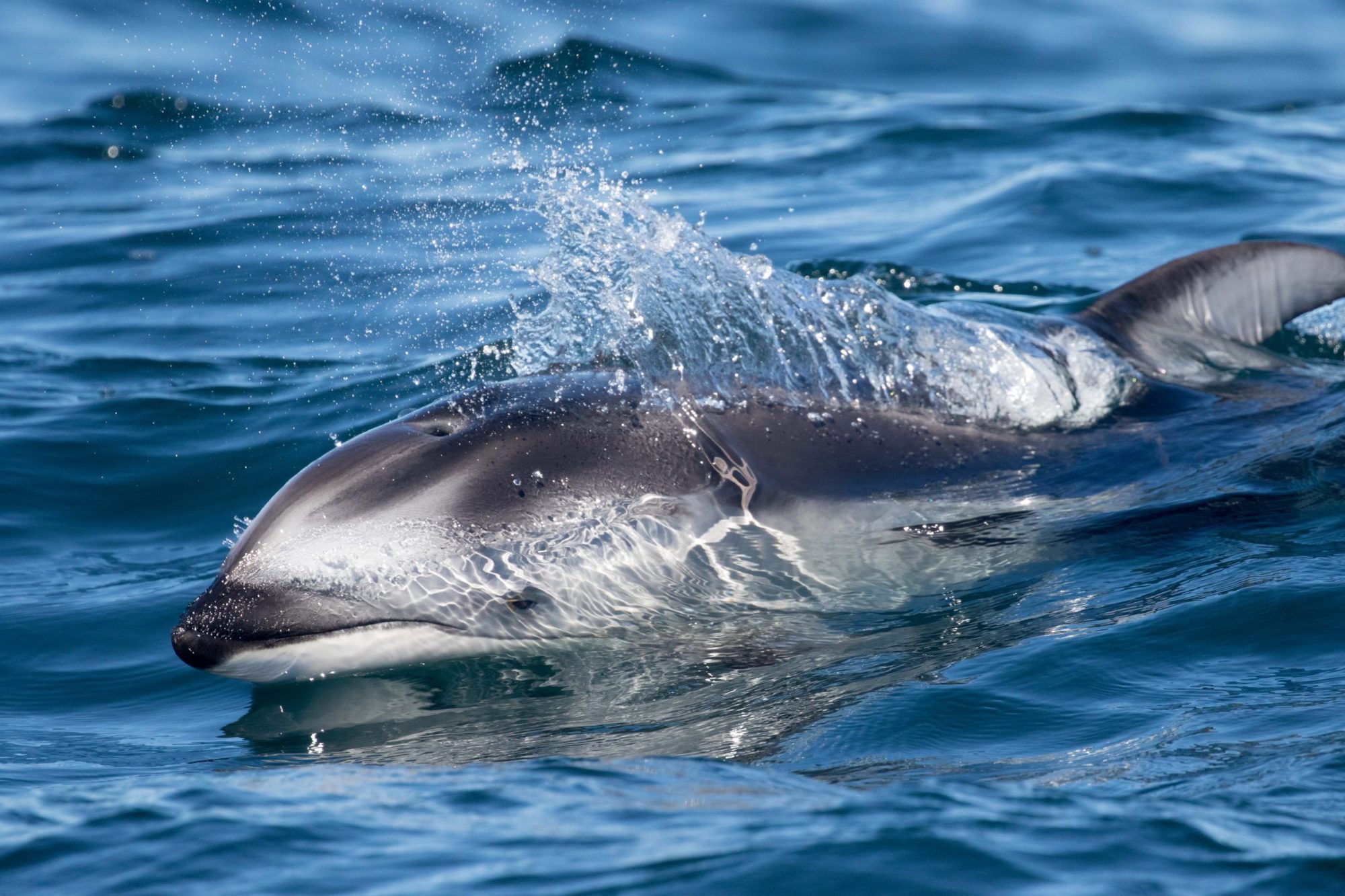 Blog-Post-9.24.19-6-scaled an animal swimming in the water