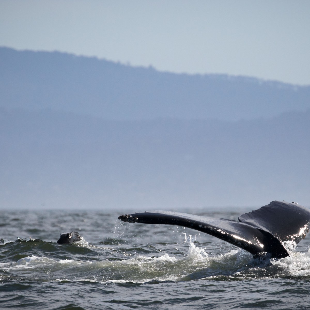 a whale jumping out of the water
