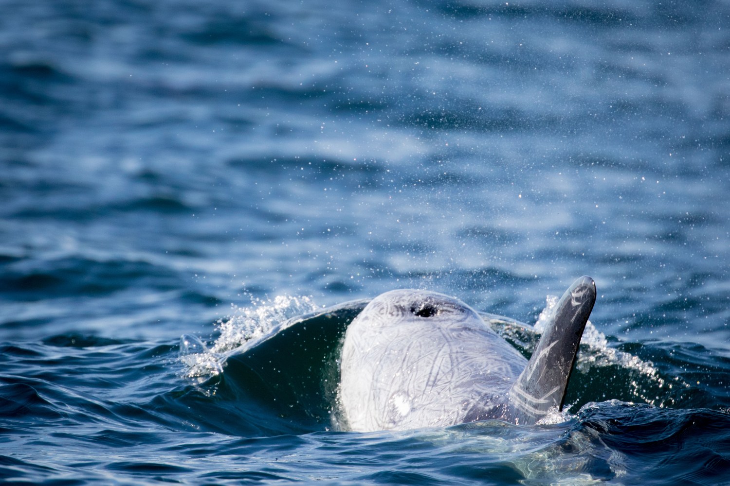 an animal swimming in the water