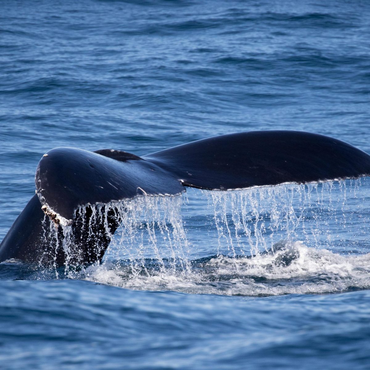a whale jumping out of the water