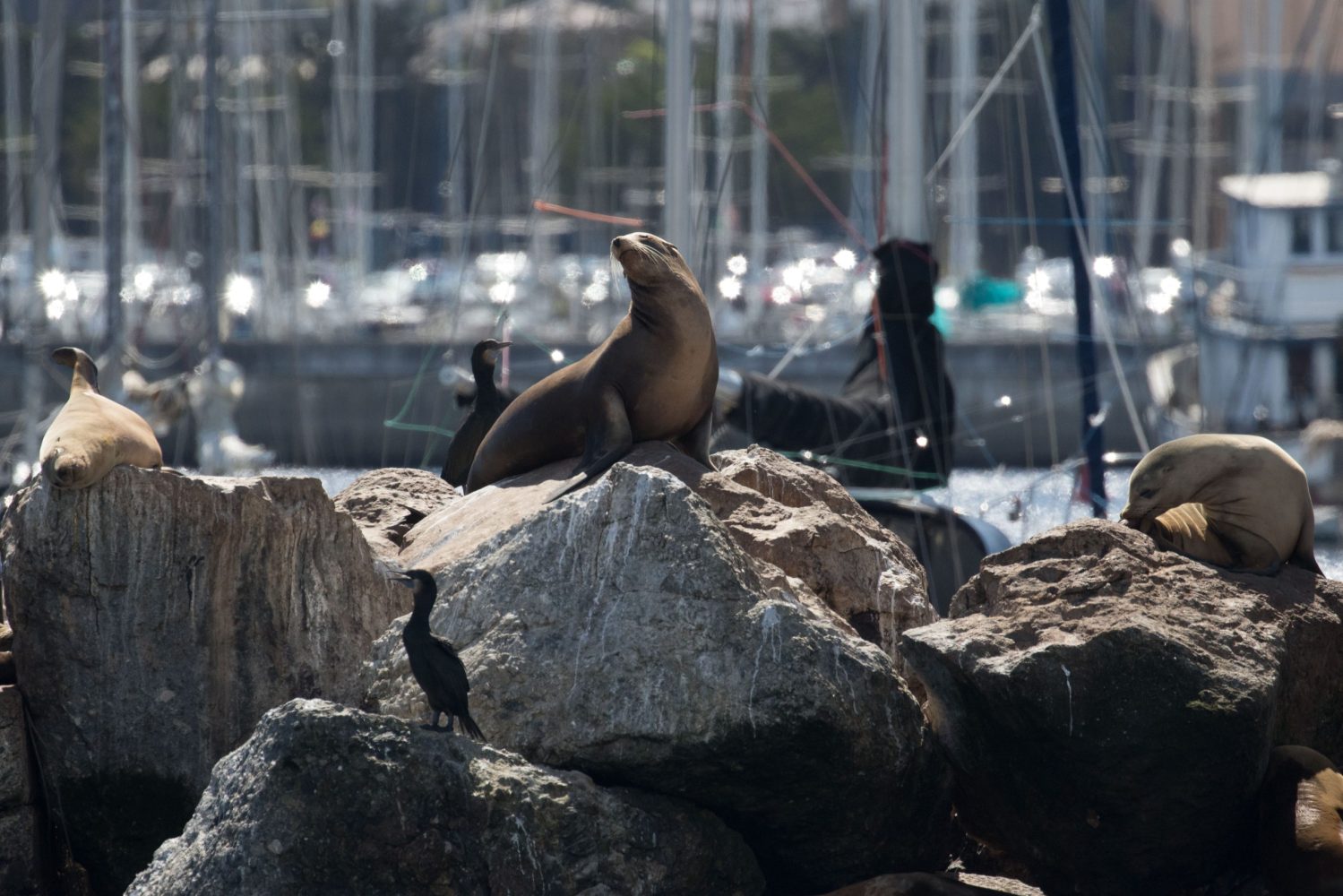 a bird sitting on a rock