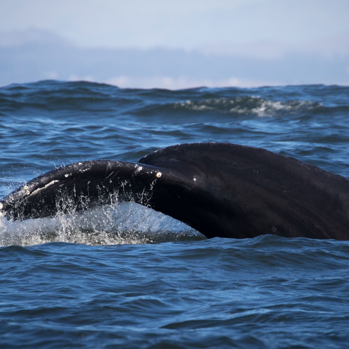 a whale jumping out of the water
