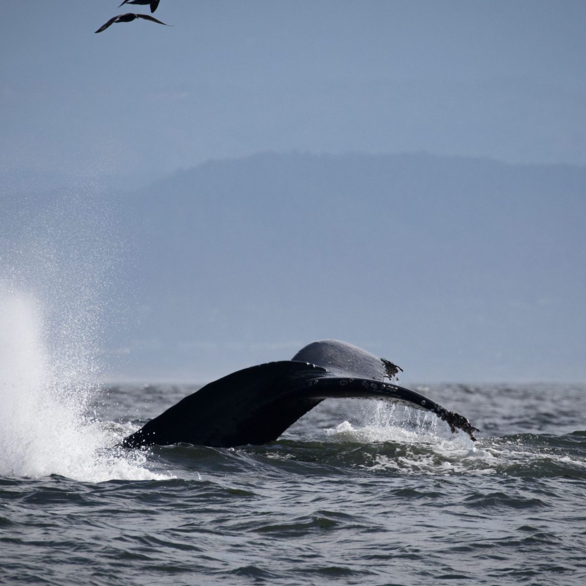 a whale jumping out of the water