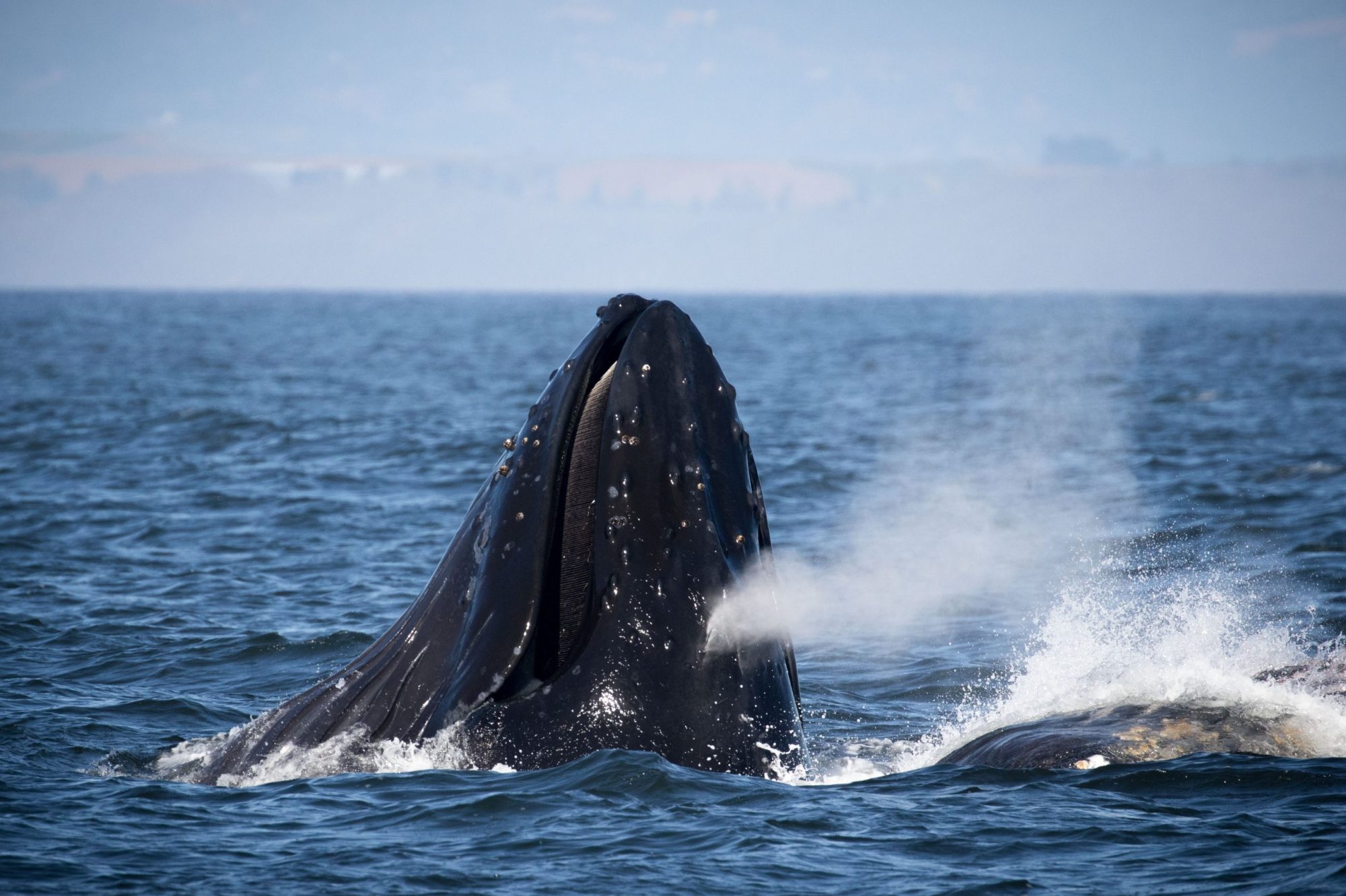 Humpback Lunge Feed a whale jumping out of the water