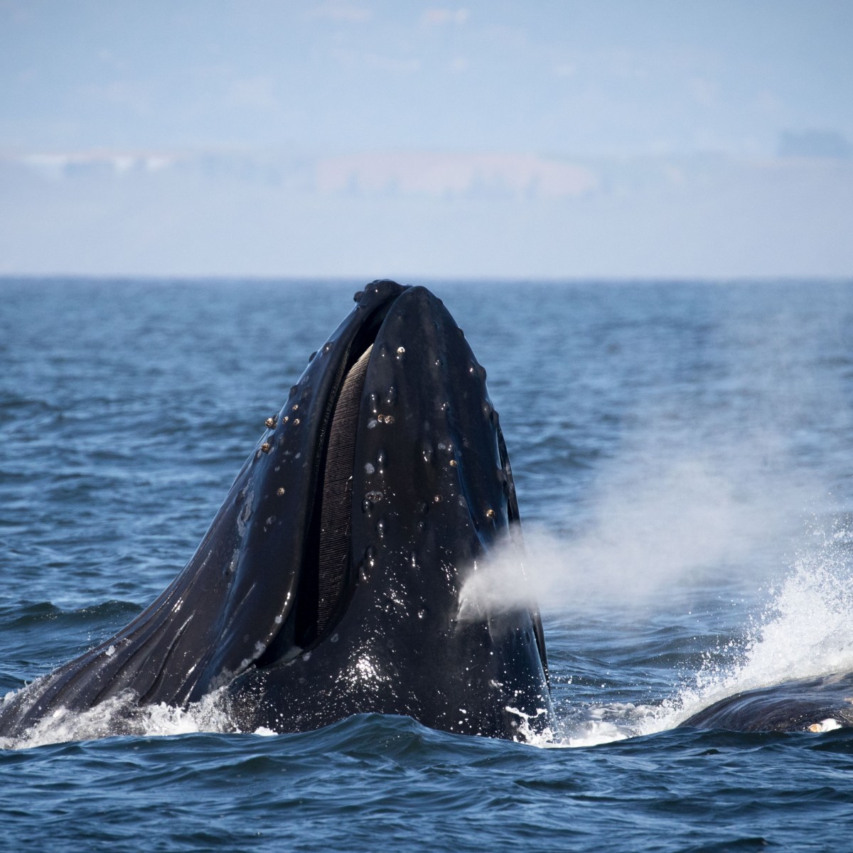 a whale jumping out of the water