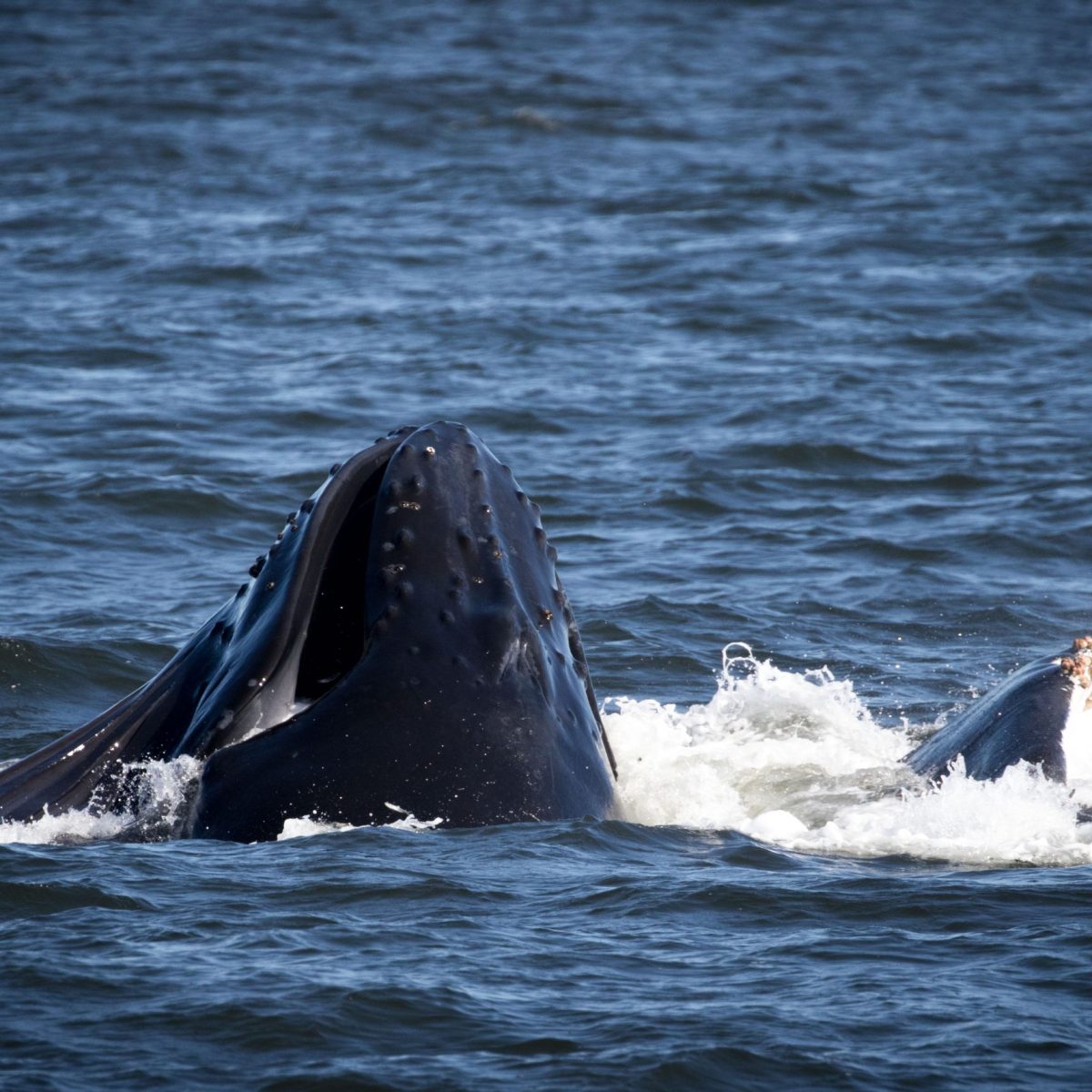 a whale jumping out of the water