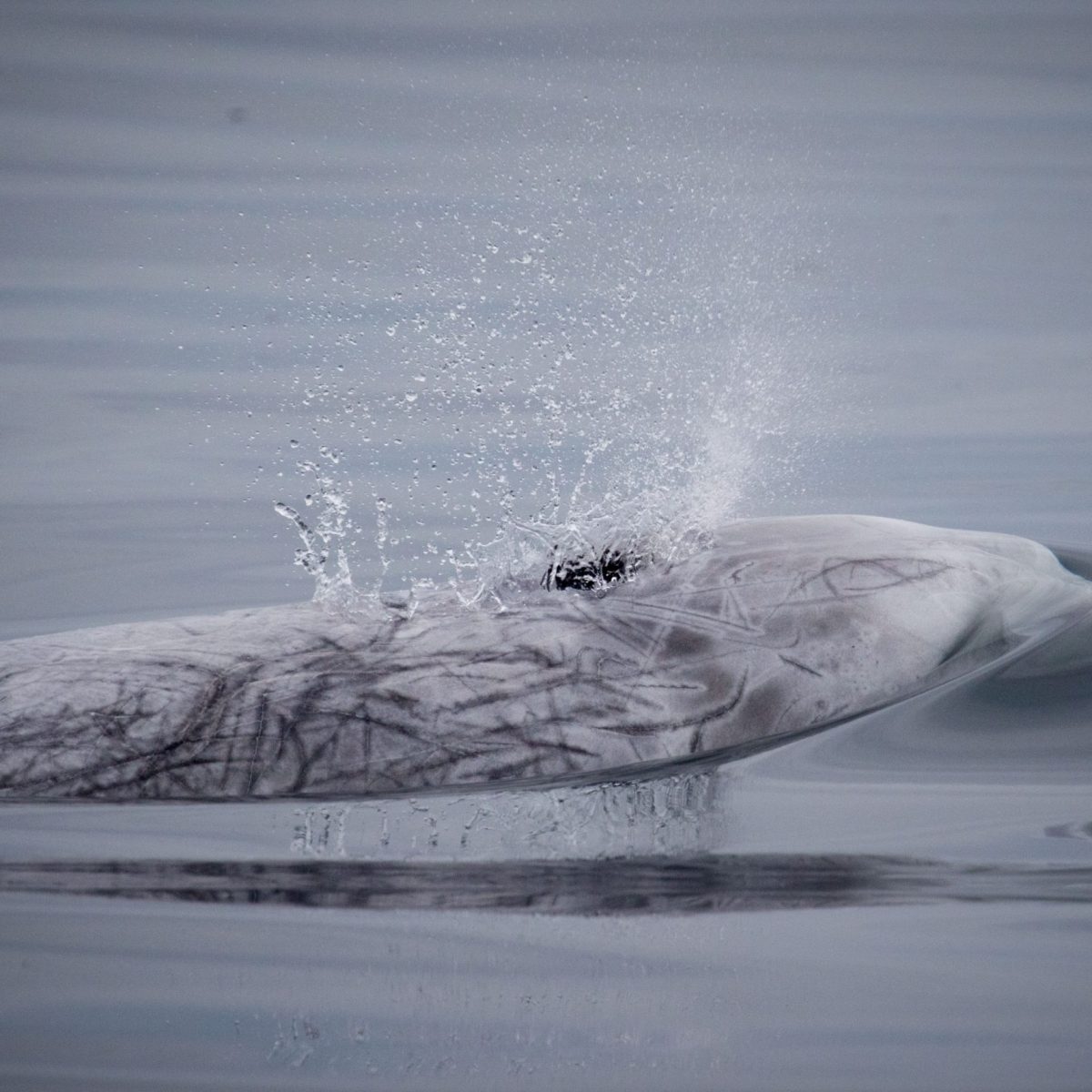 a bird flying over a body of water