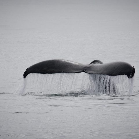 a bird swimming in water next to a body of water