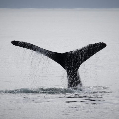 a whale jumping out of a body of water