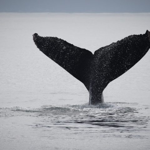 a whale jumping out of the water