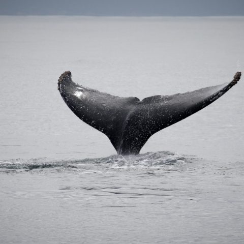 a whale jumping out of the water