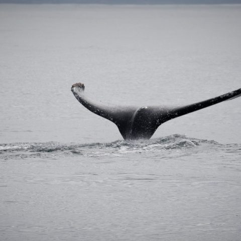 a whale swimming in a body of water