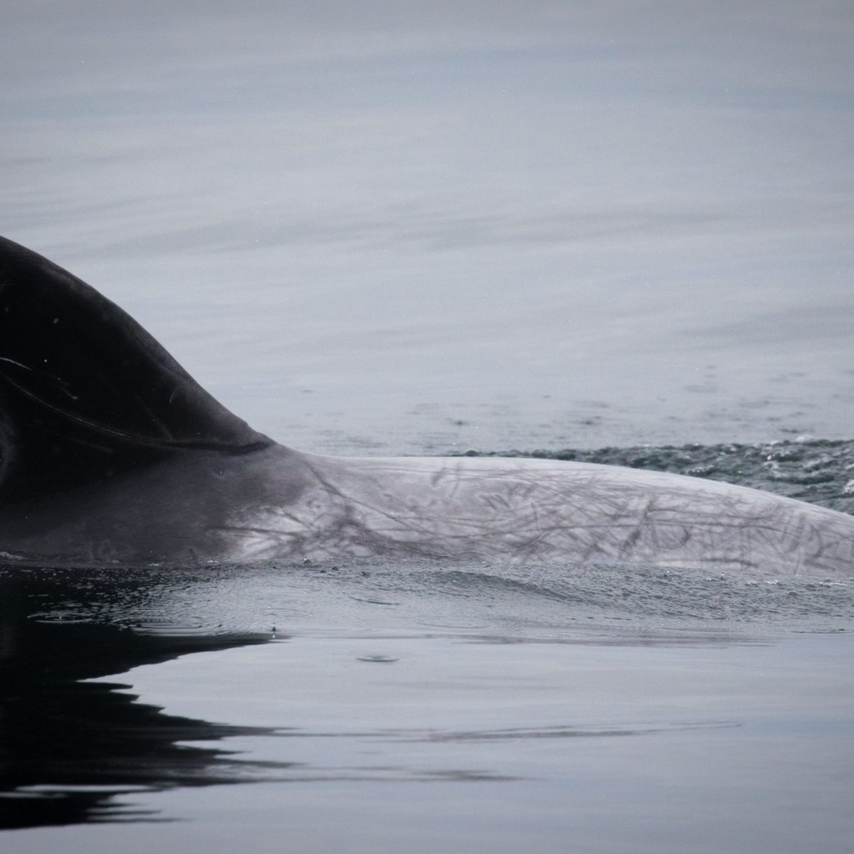 a whale jumping out of the water