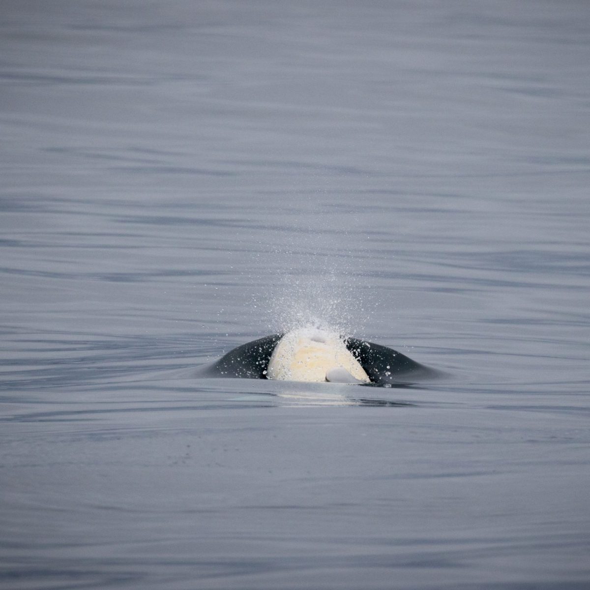 a person riding a wave on top of a body of water