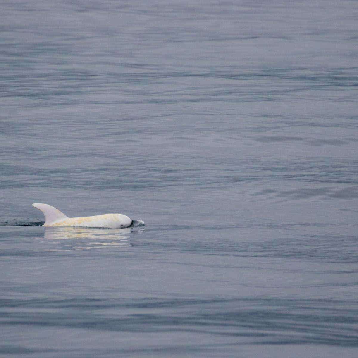 a bird flying over a body of water