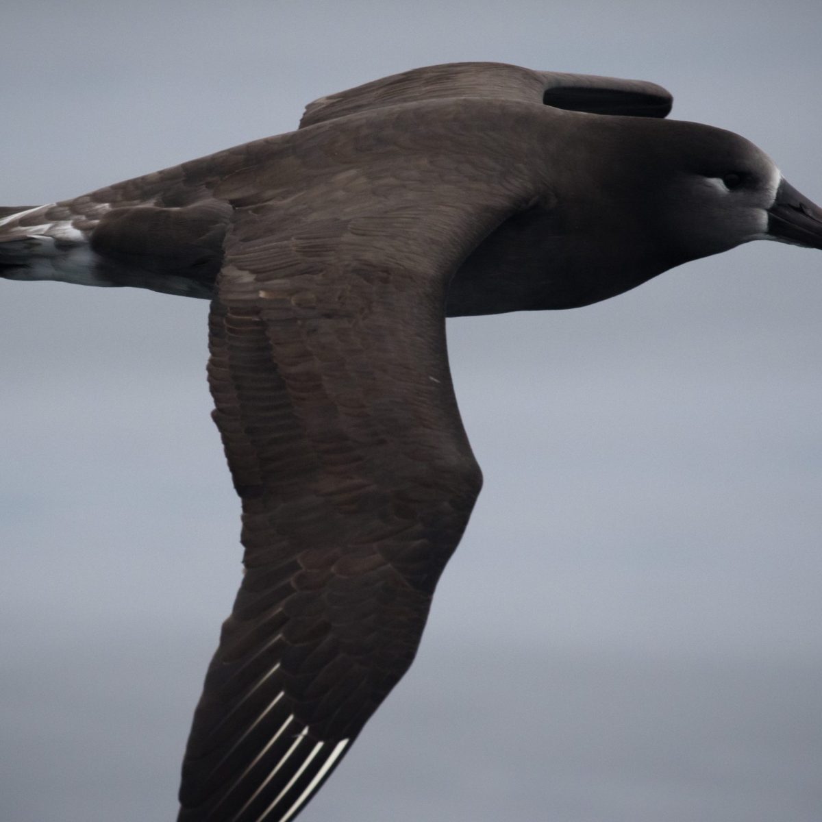 a bird flying over a body of water