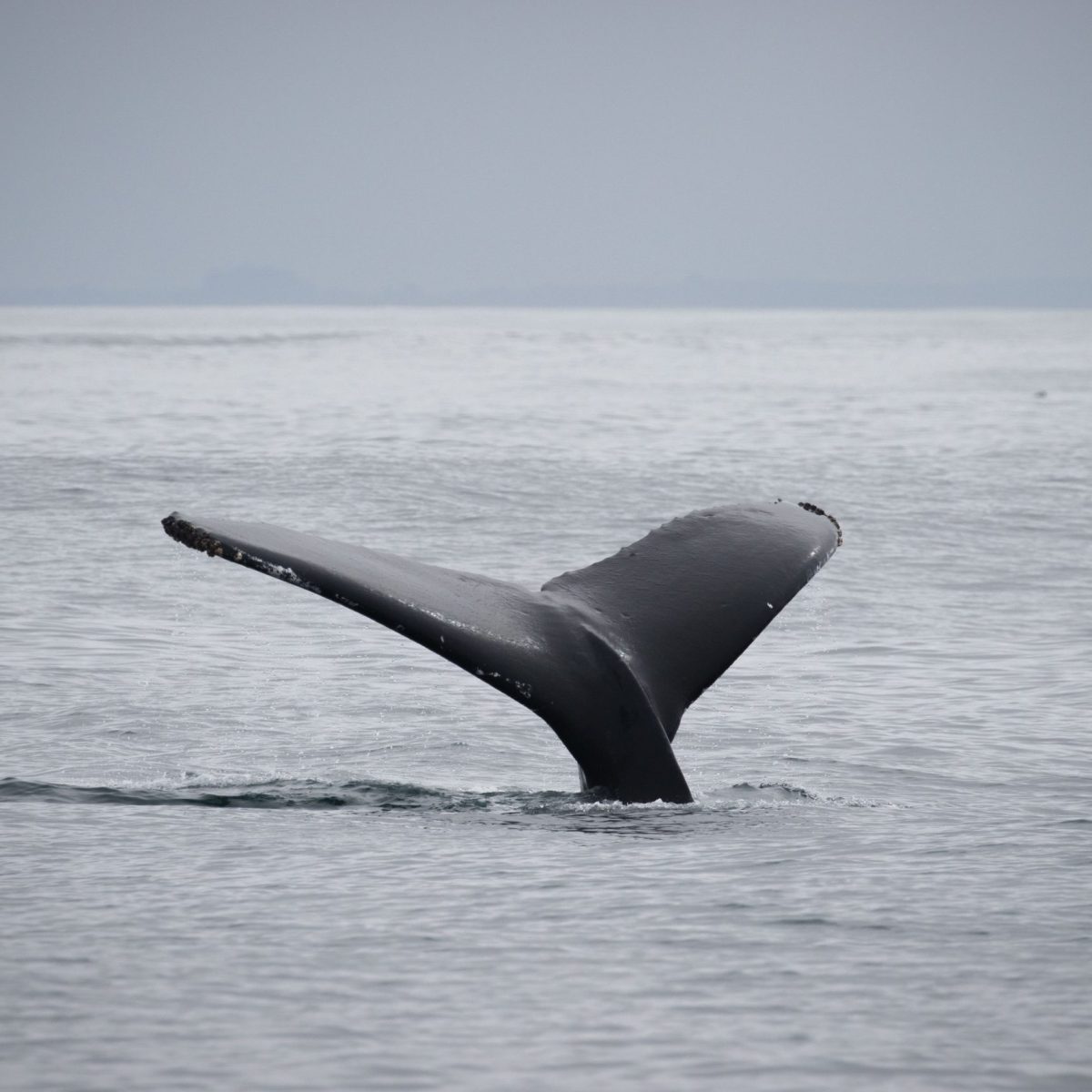 a whale jumping out of a body of water