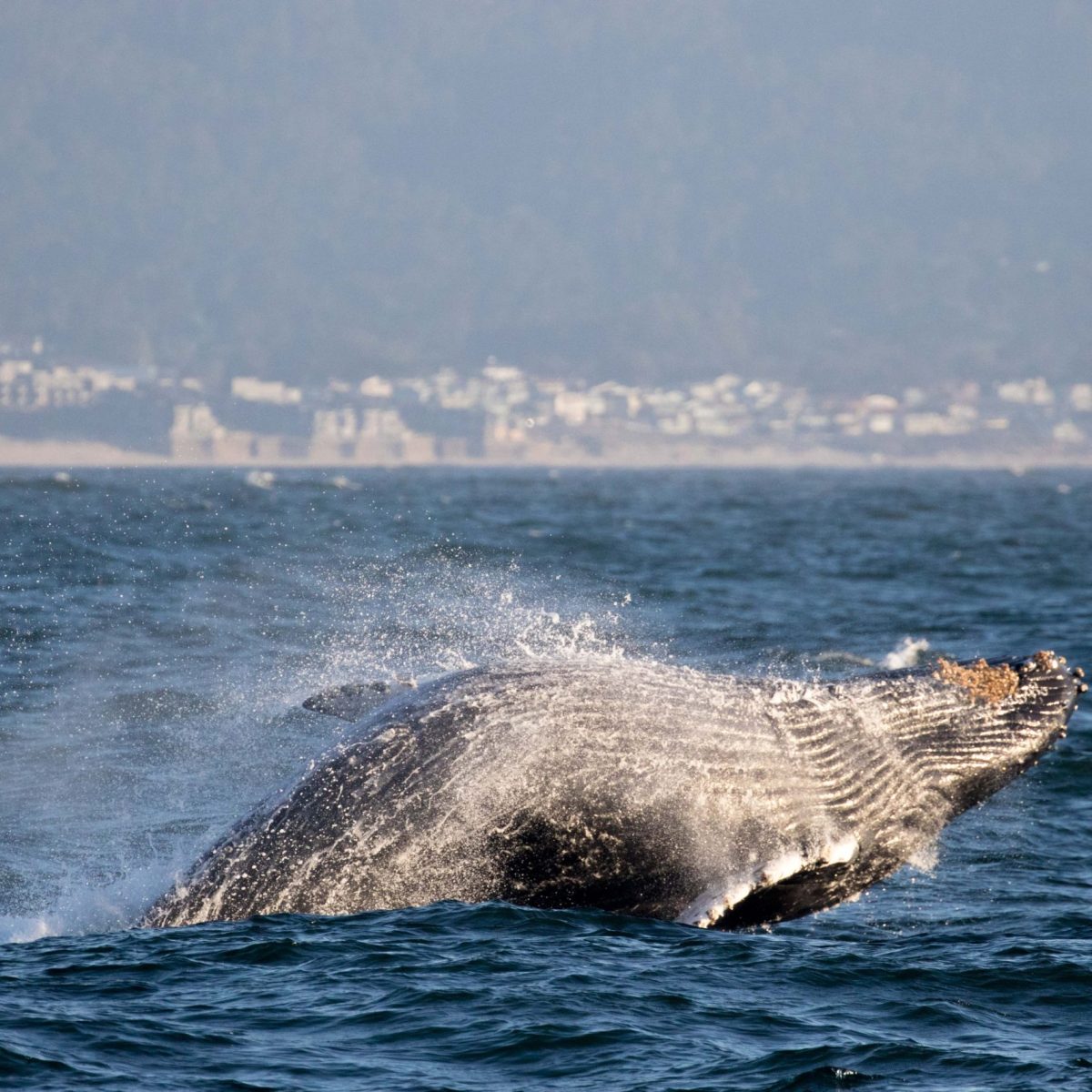 a whale jumping out of the water