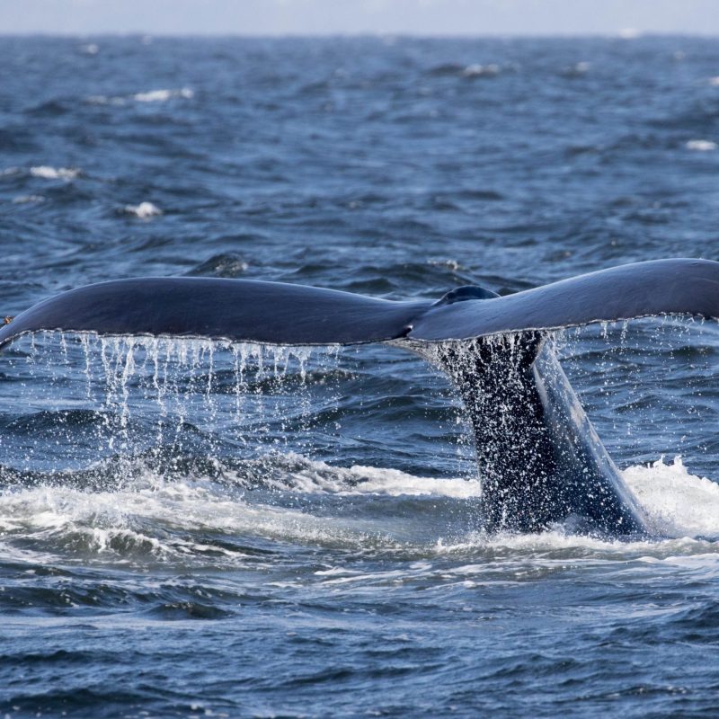 a whale jumping out of the water