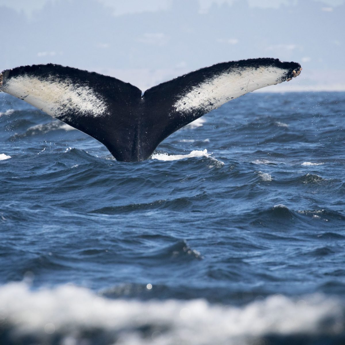 a bird in a body of water