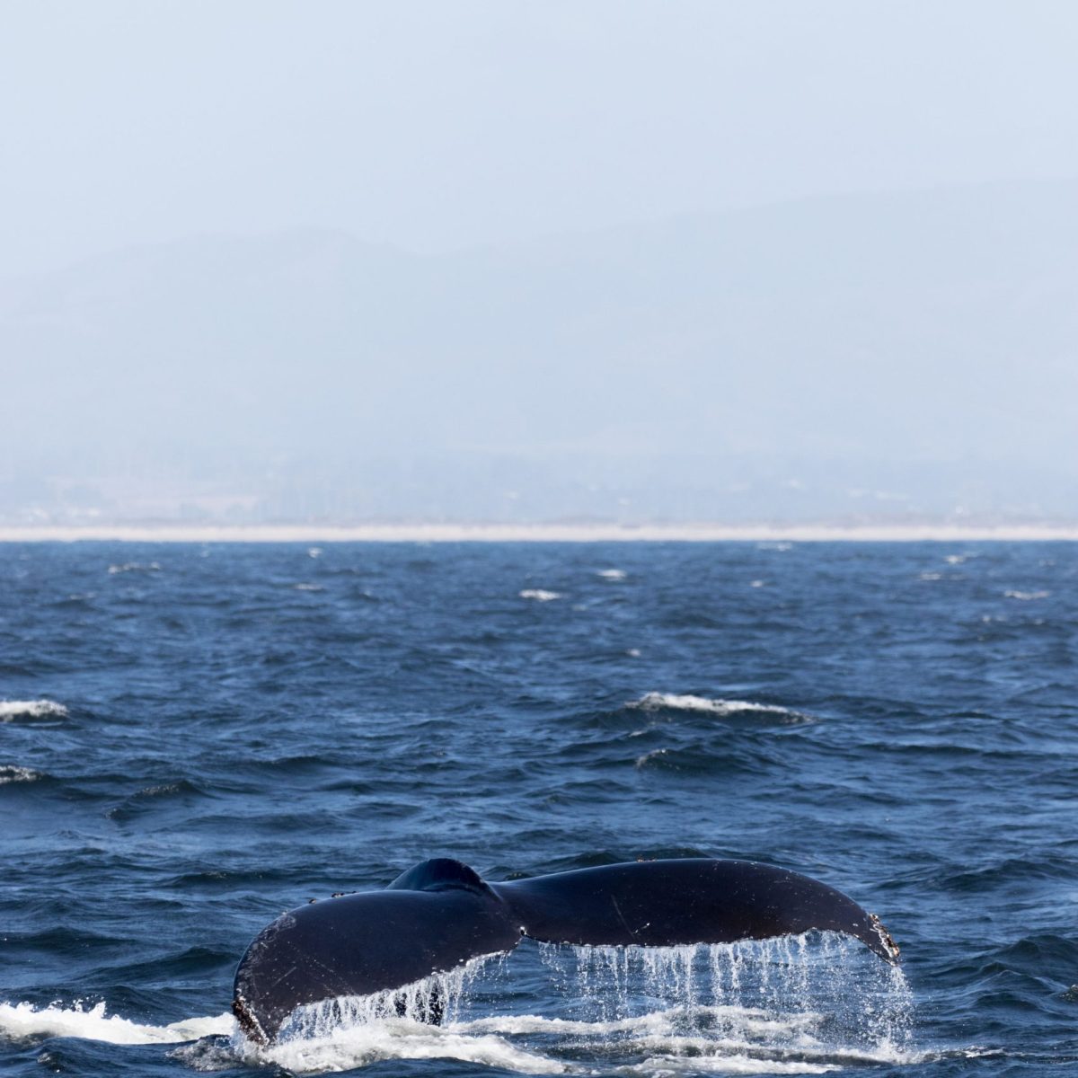 a whale jumping out of the water