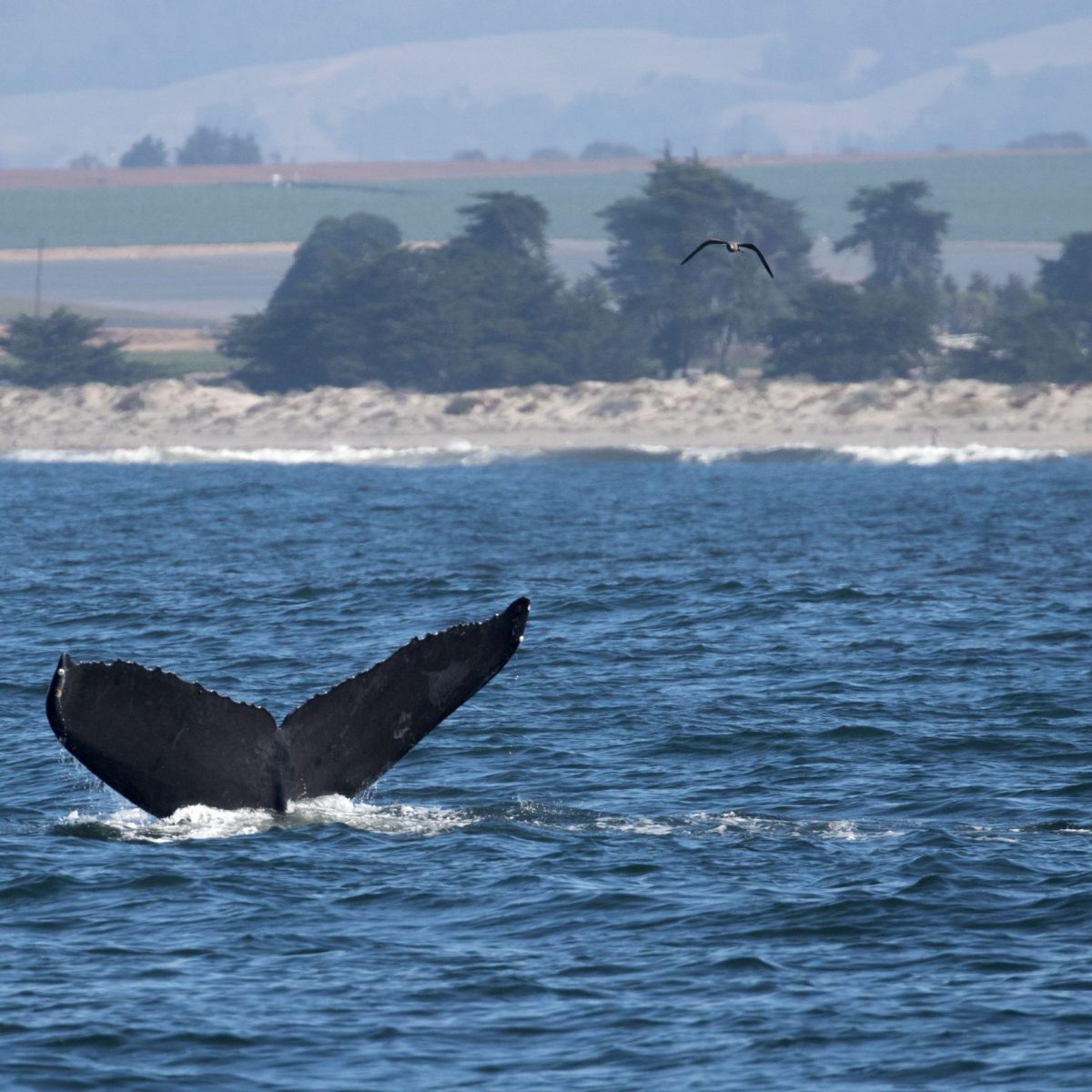 a large body of water