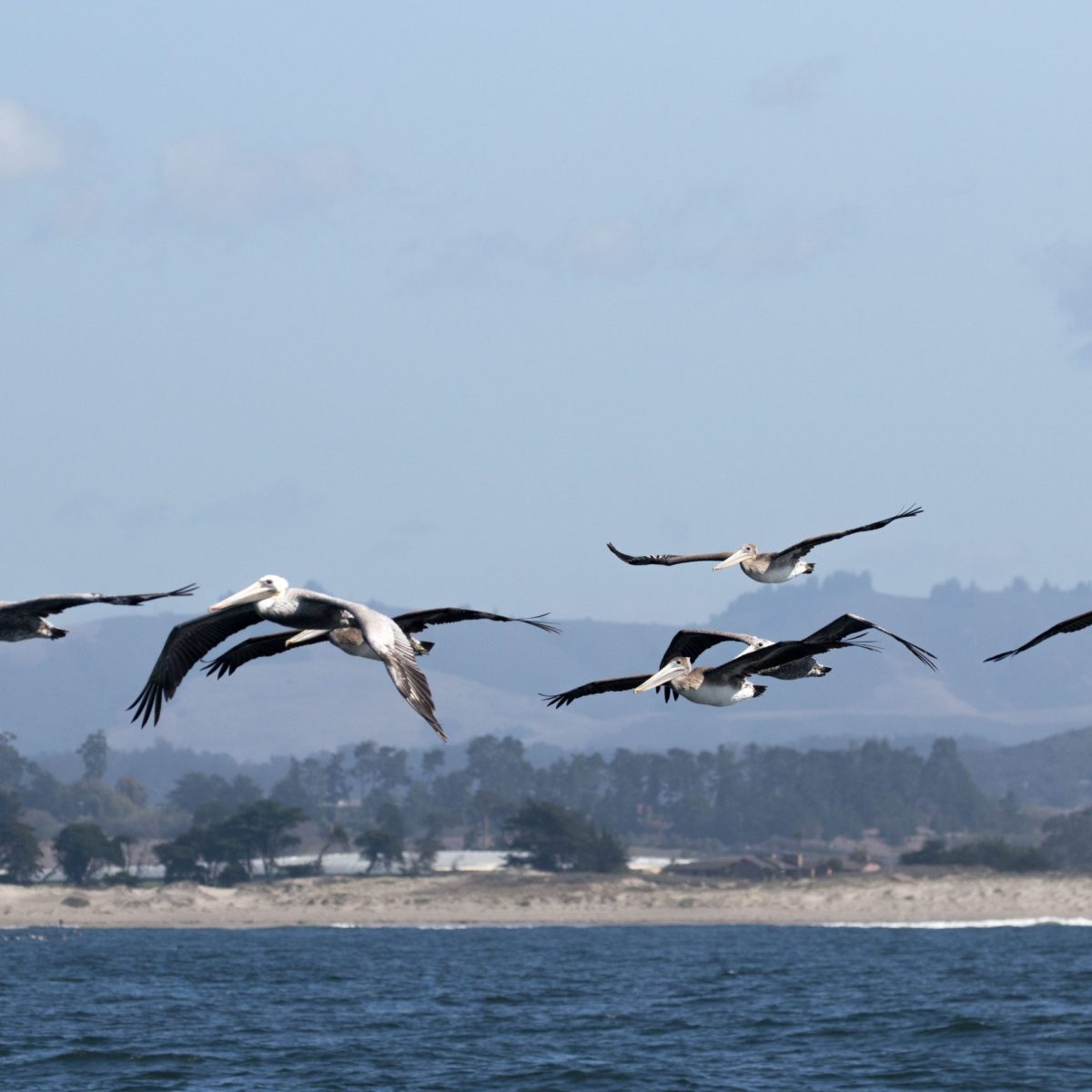 a flock of seagulls flying over a body of water