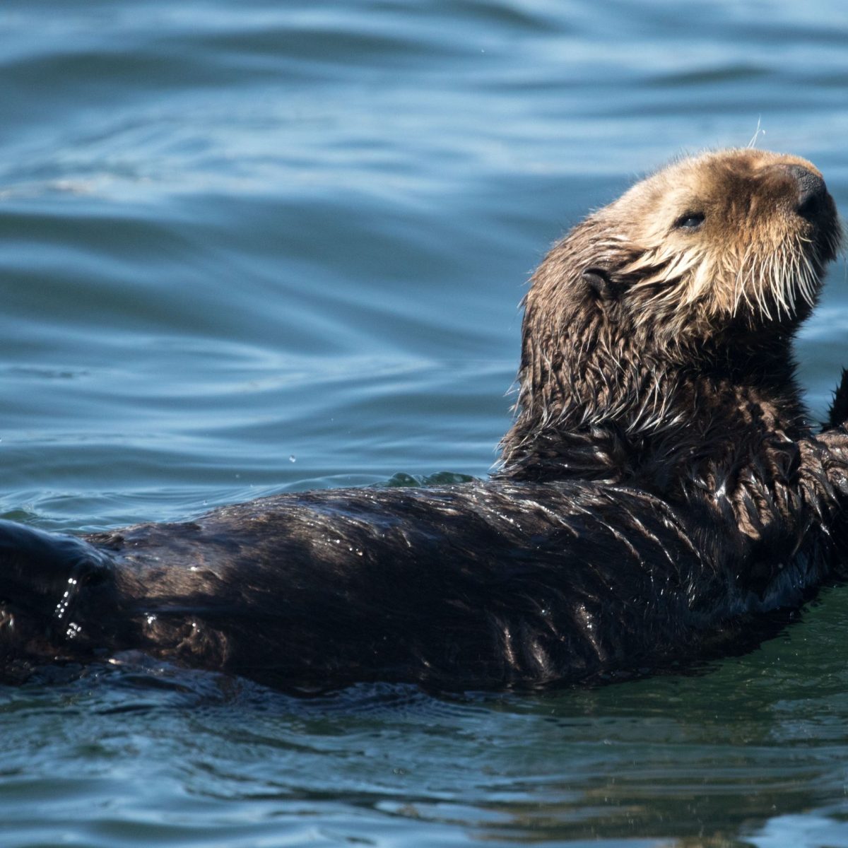 a brown bear swimming in a body of water