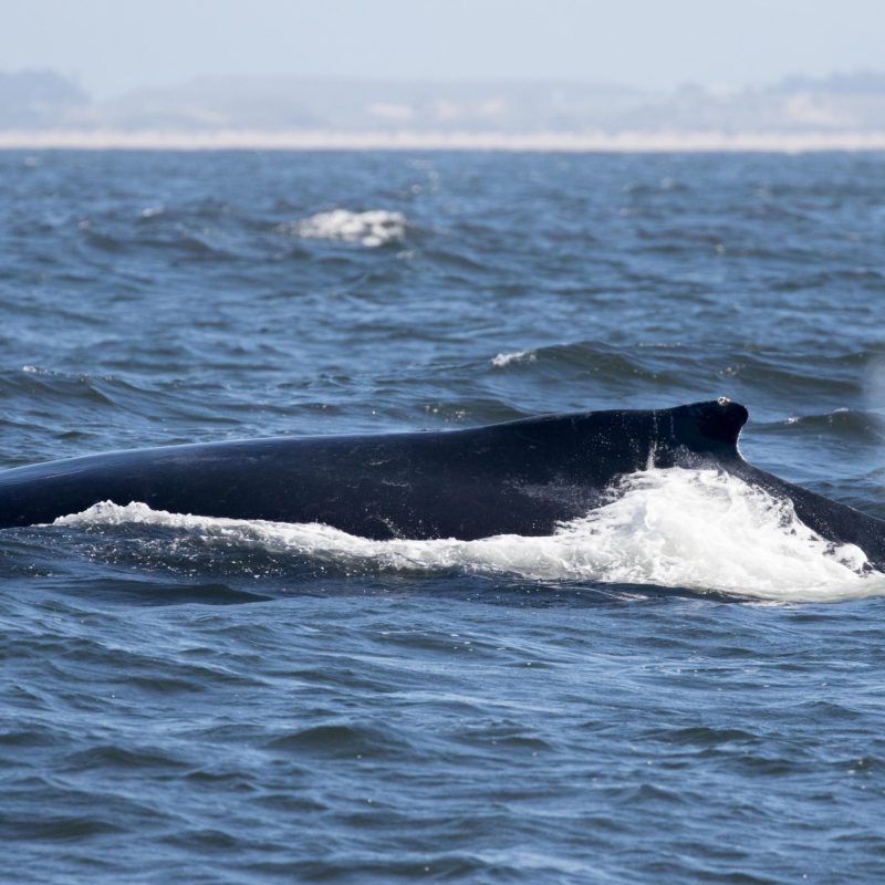 a whale jumping out of the water