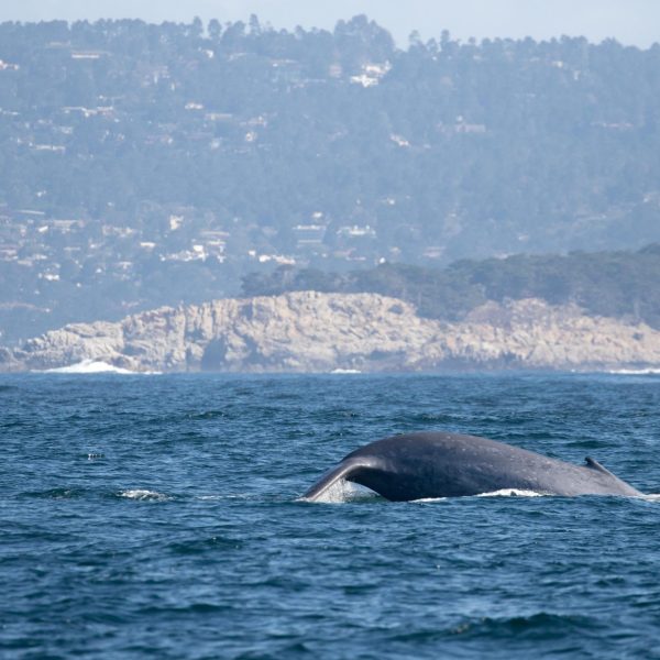 a whale in a large body of water with a mountain in the background