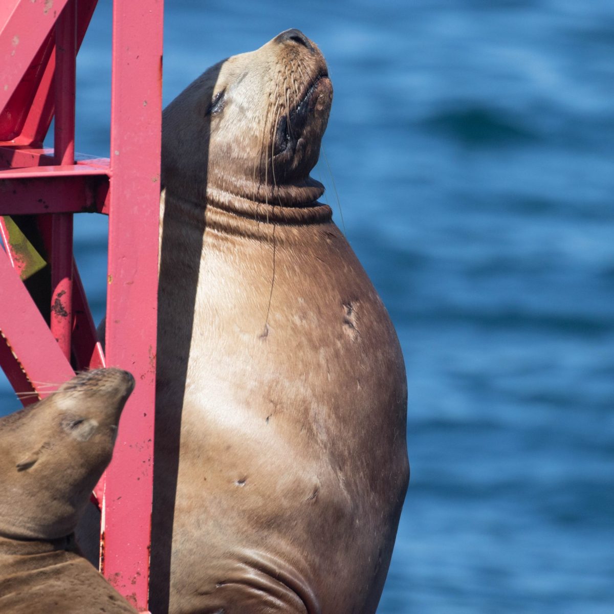 a close up of a seal